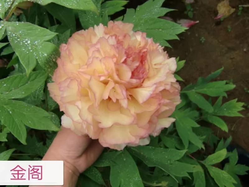 观赏牡丹花，观赏千层牡丹，绿花牡丹，鲜切花牡丹，