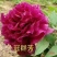 观赏牡丹花，观赏千层牡丹，绿花牡丹，鲜切花牡丹，
