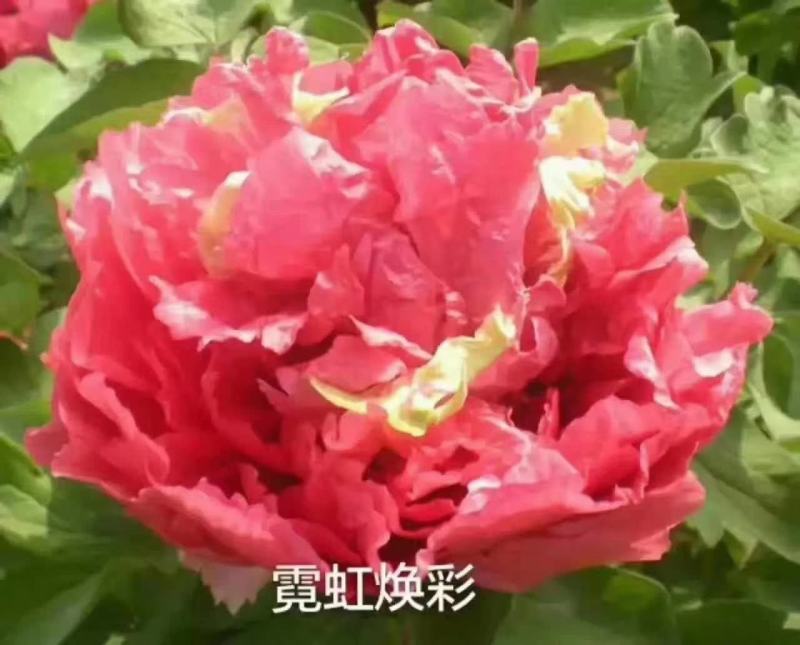 观赏牡丹花，观赏千层牡丹，绿花牡丹，鲜切花牡丹，