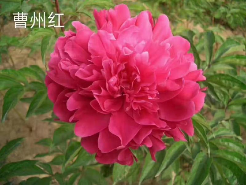 观赏牡丹花，观赏千层牡丹，绿花牡丹，鲜切花牡丹，