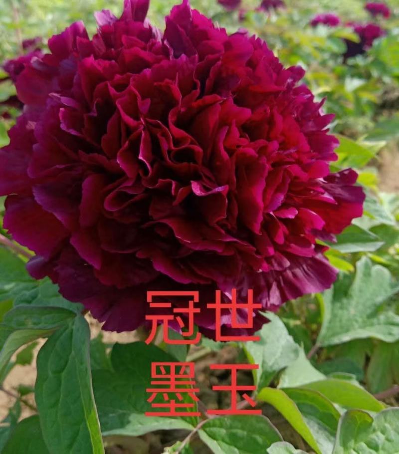 观赏牡丹花，观赏千层牡丹，绿花牡丹，鲜切花牡丹，