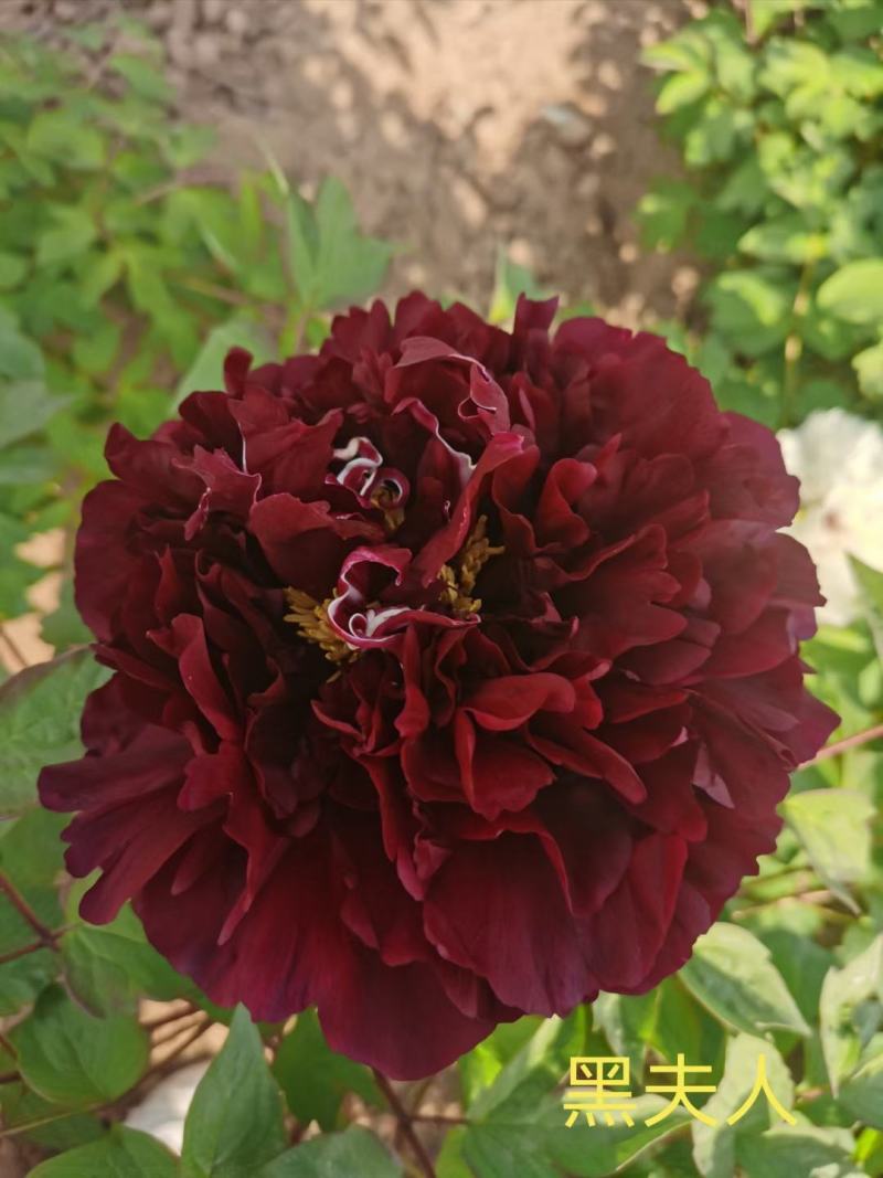 观赏牡丹花，观赏千层牡丹，绿花牡丹，鲜切花牡丹，