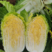 矮颗黄心白菜大量有货，现场直发，质量保证，诚信合作，