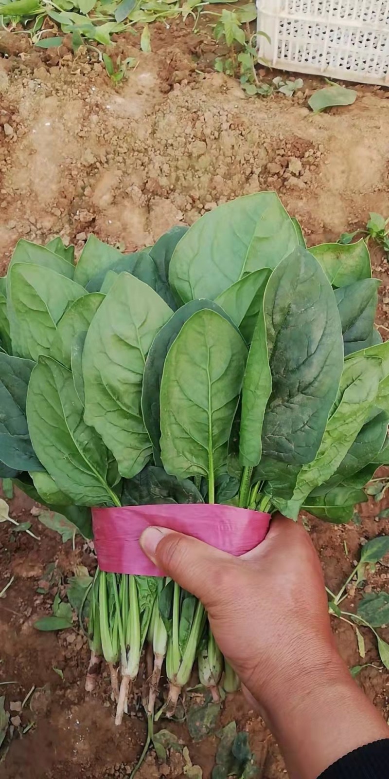 精品大叶菠菜大量上市，欢迎前来选购，代发全国。