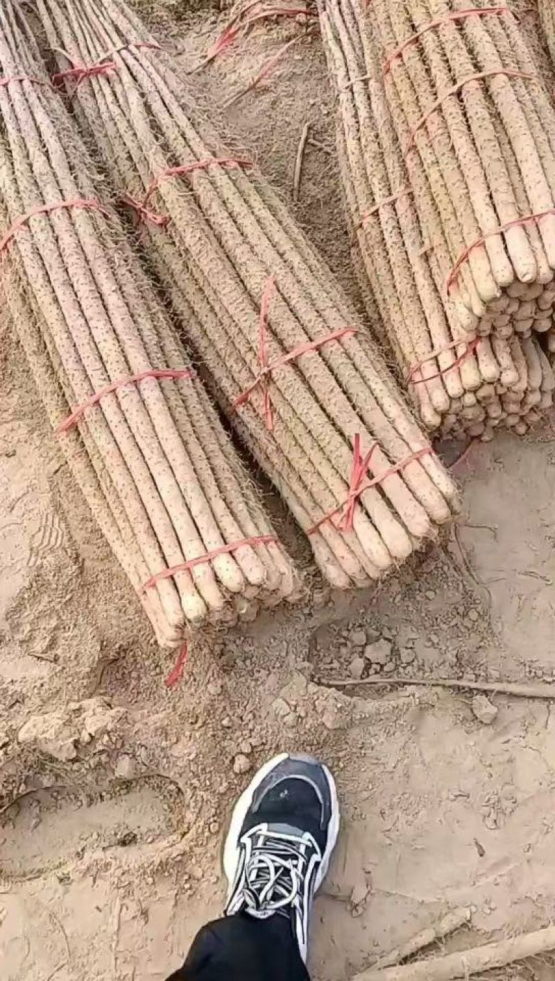 沙土地铁棍山药，质黄色正，囗感细腻，糯香。