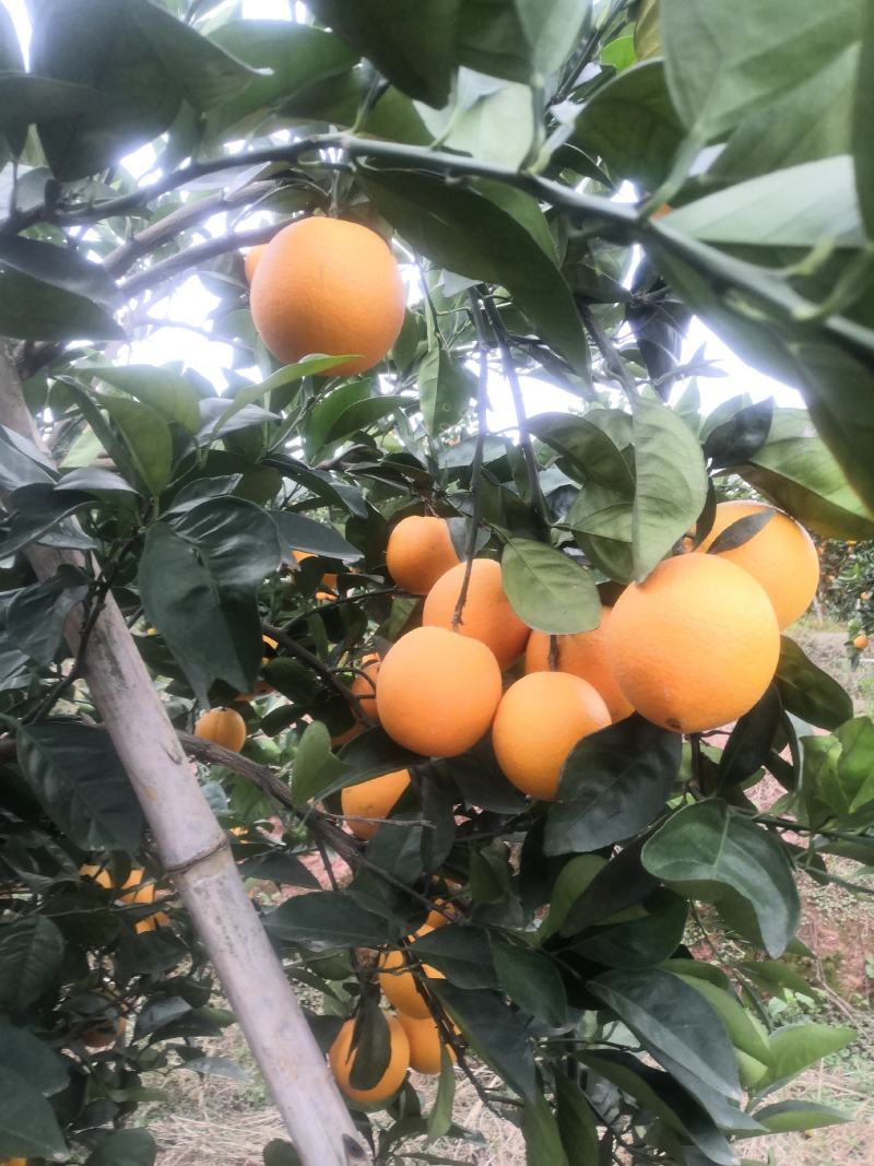 正宗的赣南脐橙。大多数中大果。口感香甜，