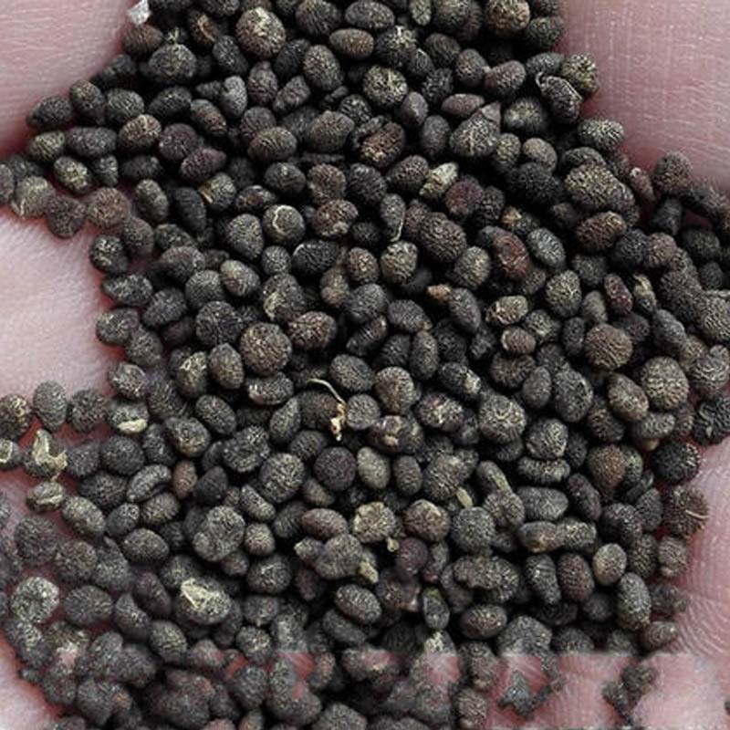 正品太子参种籽药材四叶参种籽四季播种阳台盆栽孩儿童参太子
