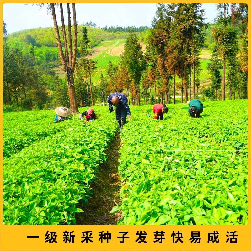 正品太子参种籽药材四叶参种籽四季播种阳台盆栽孩儿童参太子