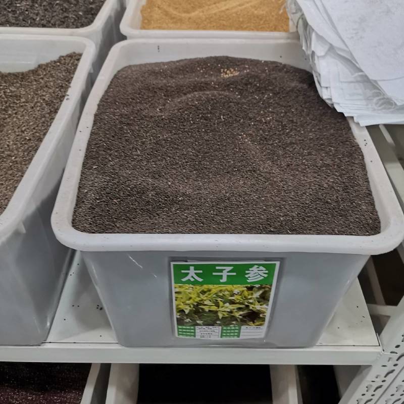 正品太子参种籽药材四叶参种籽四季播种阳台盆栽孩儿童参太子