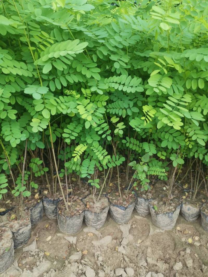 紫惠槐苗，袋苗，高山体护坡绿化工程用苗常年供应