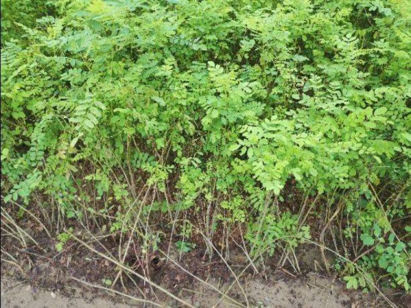 紫惠槐苗，袋苗，高山体护坡绿化工程用苗常年供应