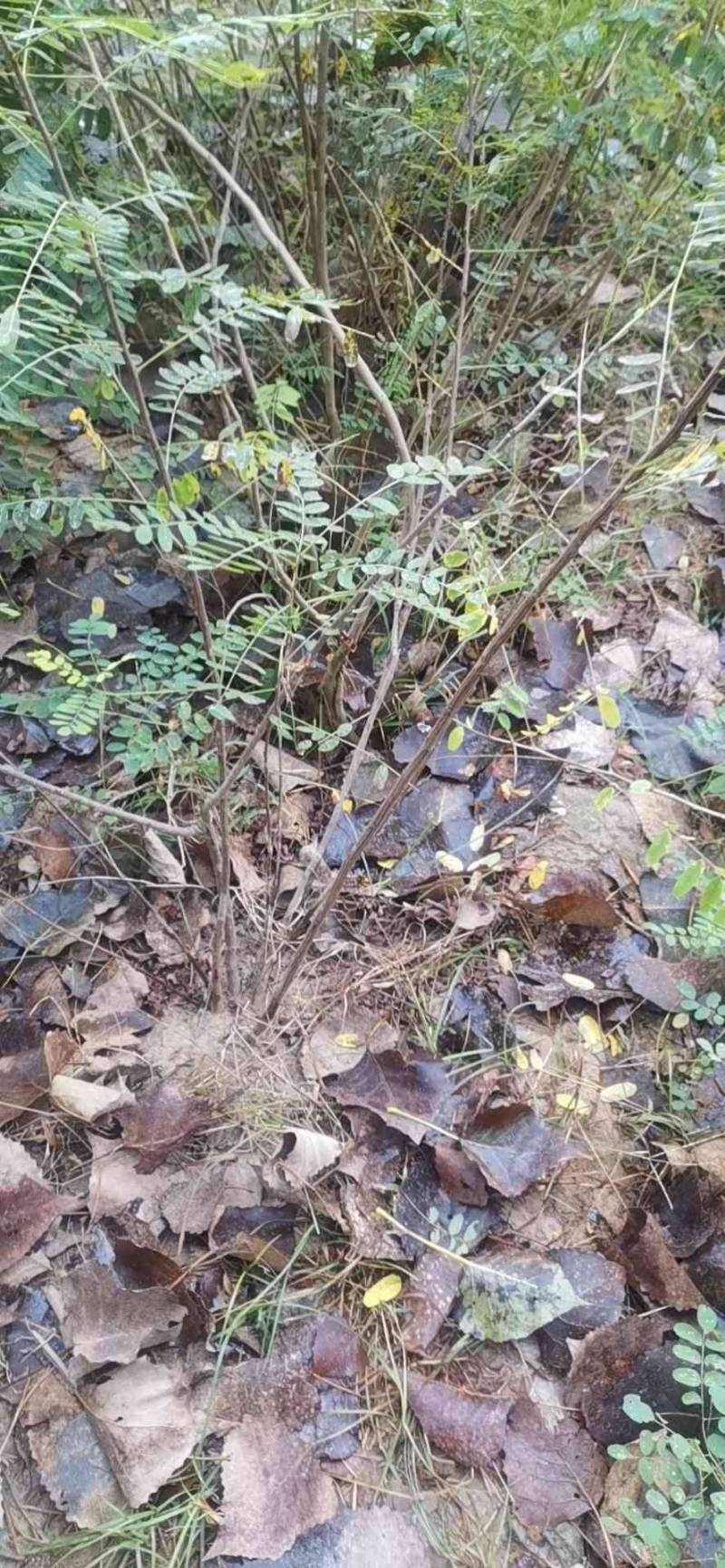 紫惠槐苗，袋苗，高山体护坡绿化工程用苗常年供应