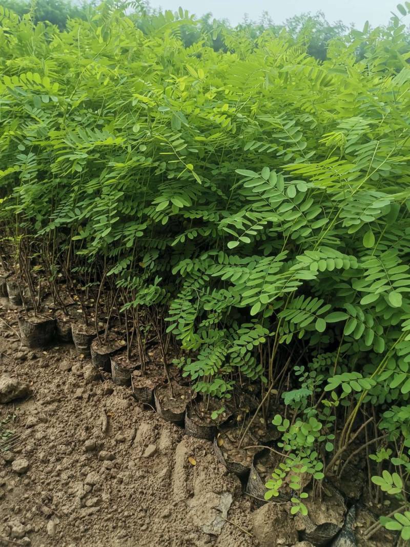 紫惠槐苗，袋苗，高山体护坡绿化工程用苗常年供应