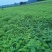 紫惠槐苗，袋苗，高山体护坡绿化工程用苗常年供应