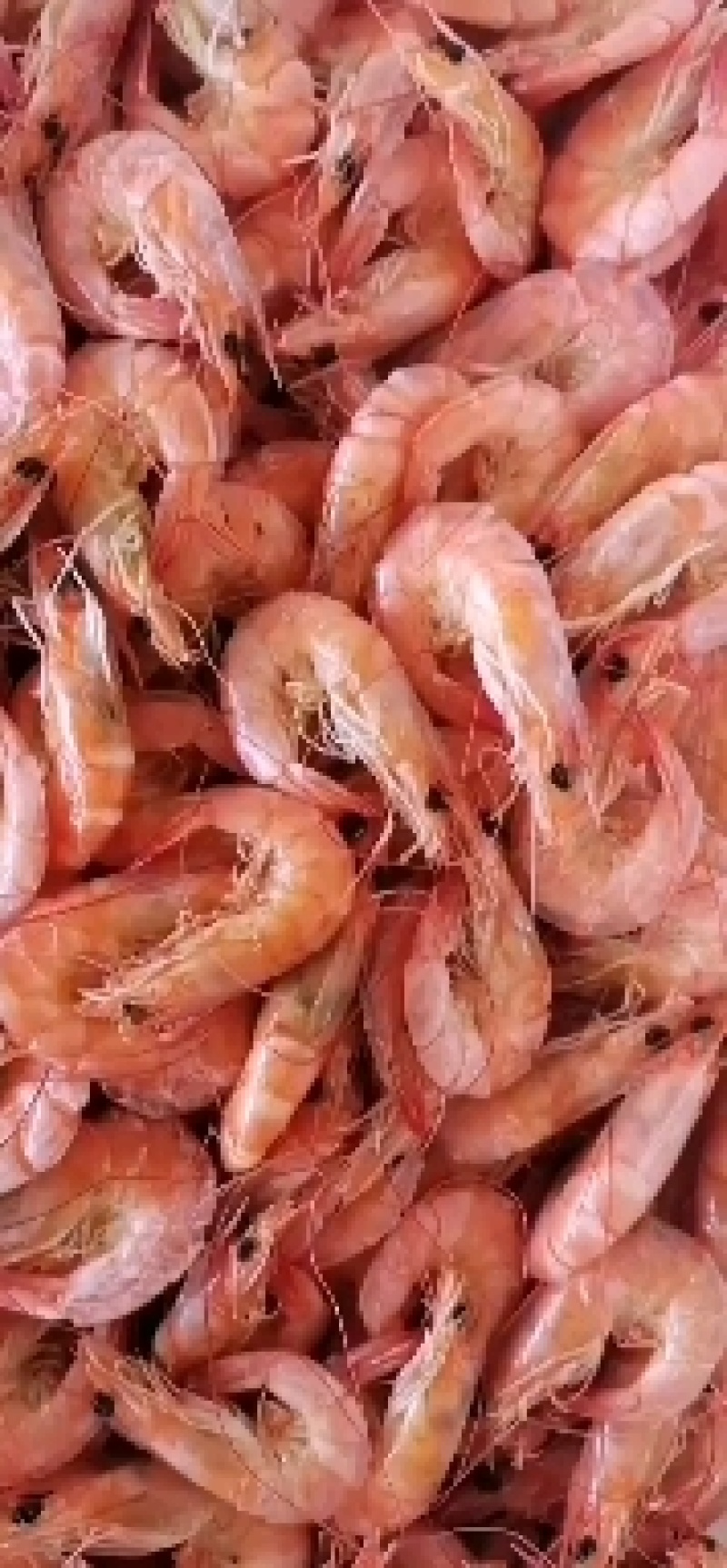 熟冻虾，基围虾直接吃，自助餐酒店用餐，鲜活煮熟可直接食用