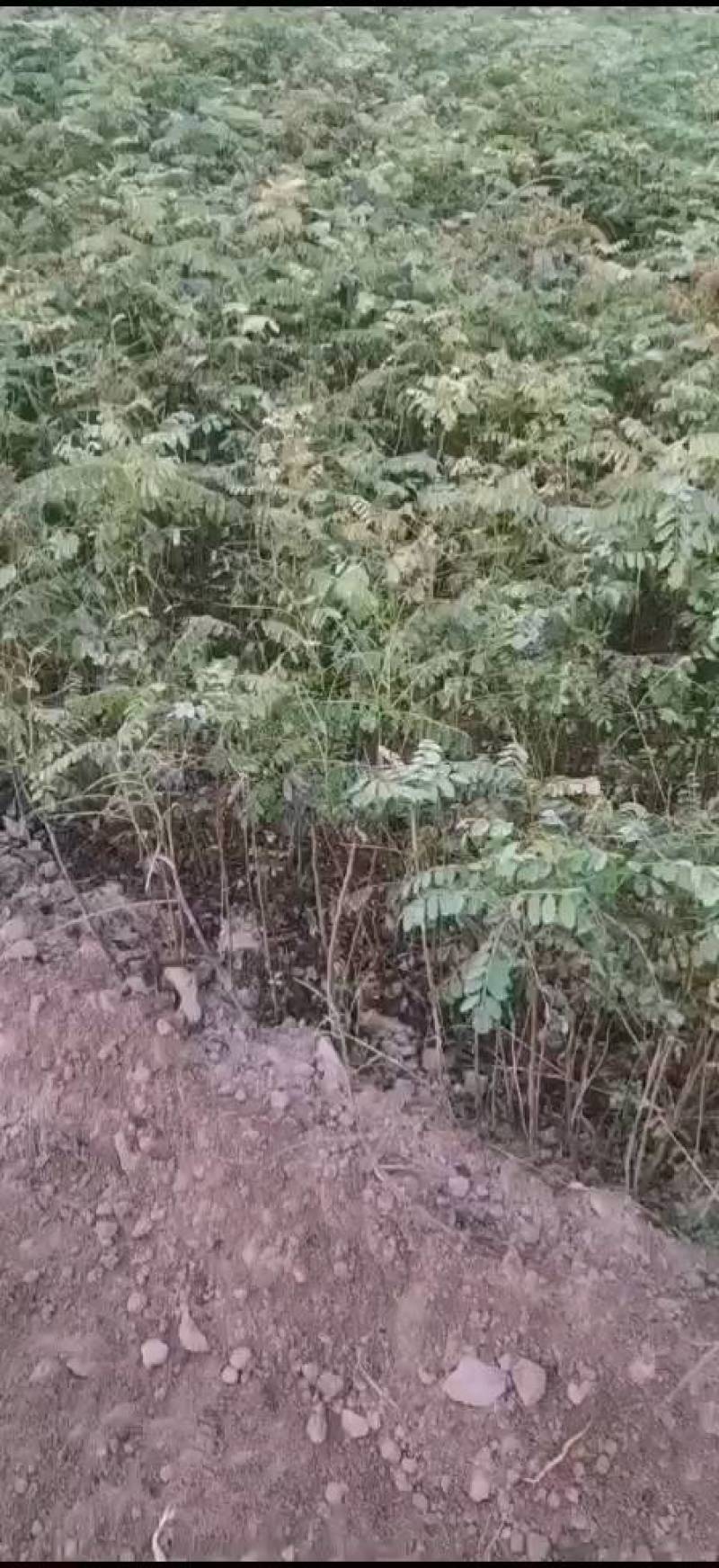 万亩紫惠槐基地直供现要现起欢迎合作来实地考察