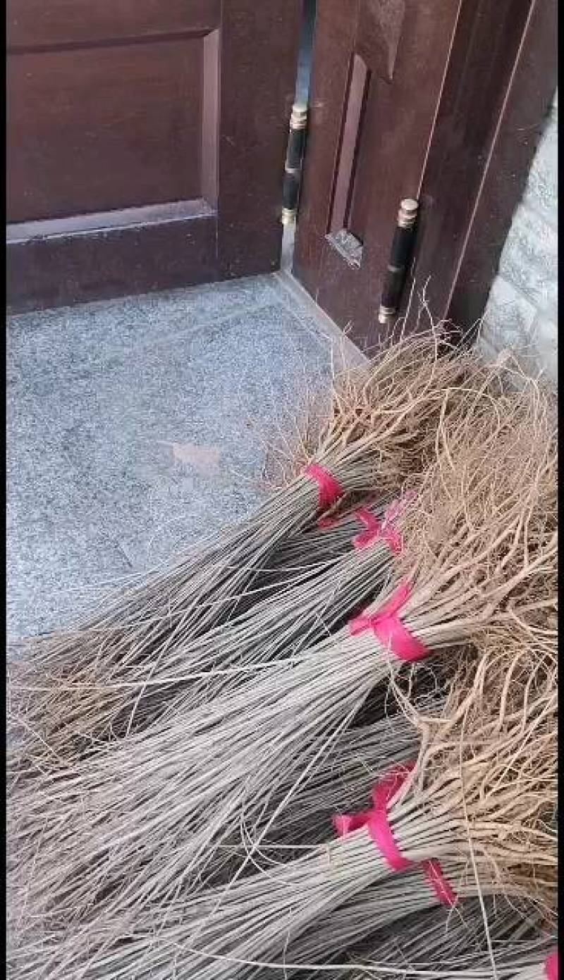 万亩紫惠槐基地直供现要现起欢迎合作来实地考察