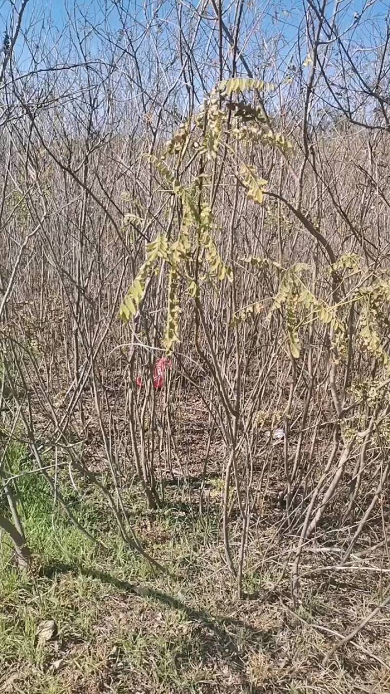 万亩紫惠槐基地直供现要现起欢迎合作来实地考察