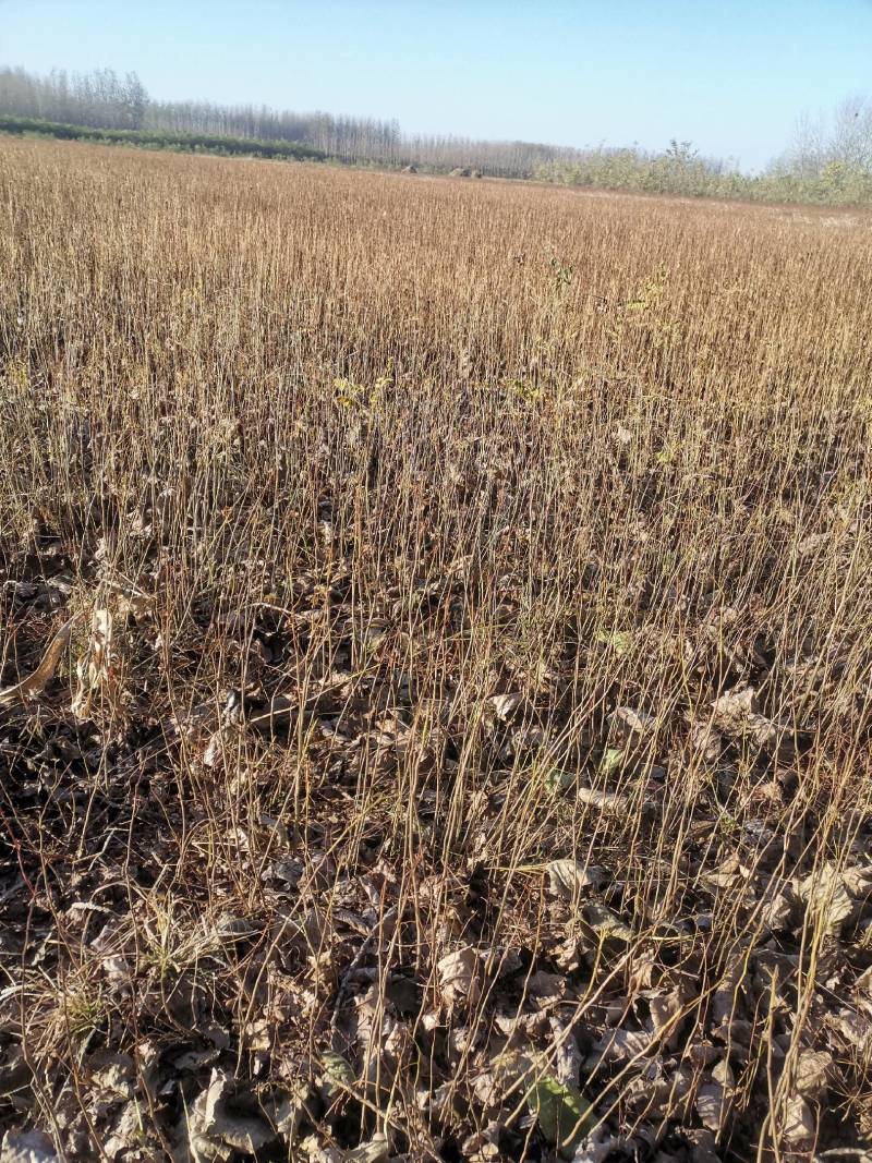万亩紫惠槐基地直供现要现起欢迎合作来实地考察