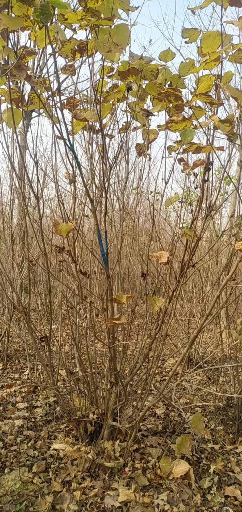 丛生丁香，河南鄢陵货源有货，有需要的老板联系