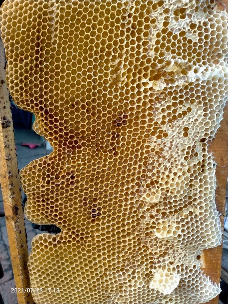 蜂蜜东北农家自产蜂蜜无添加一件代发
