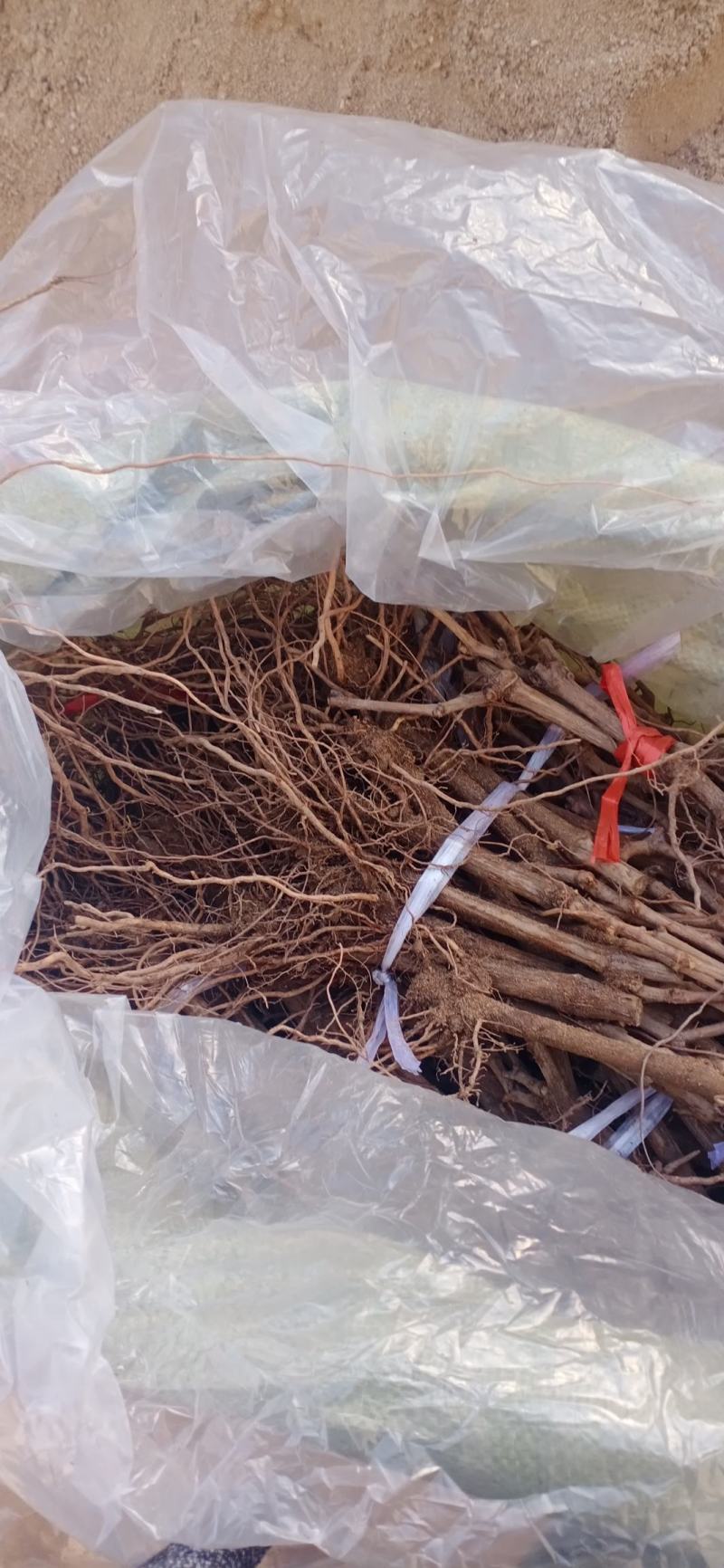 【基地优先】葡萄苗阳光玫瑰葡萄苗保纯度保成活率