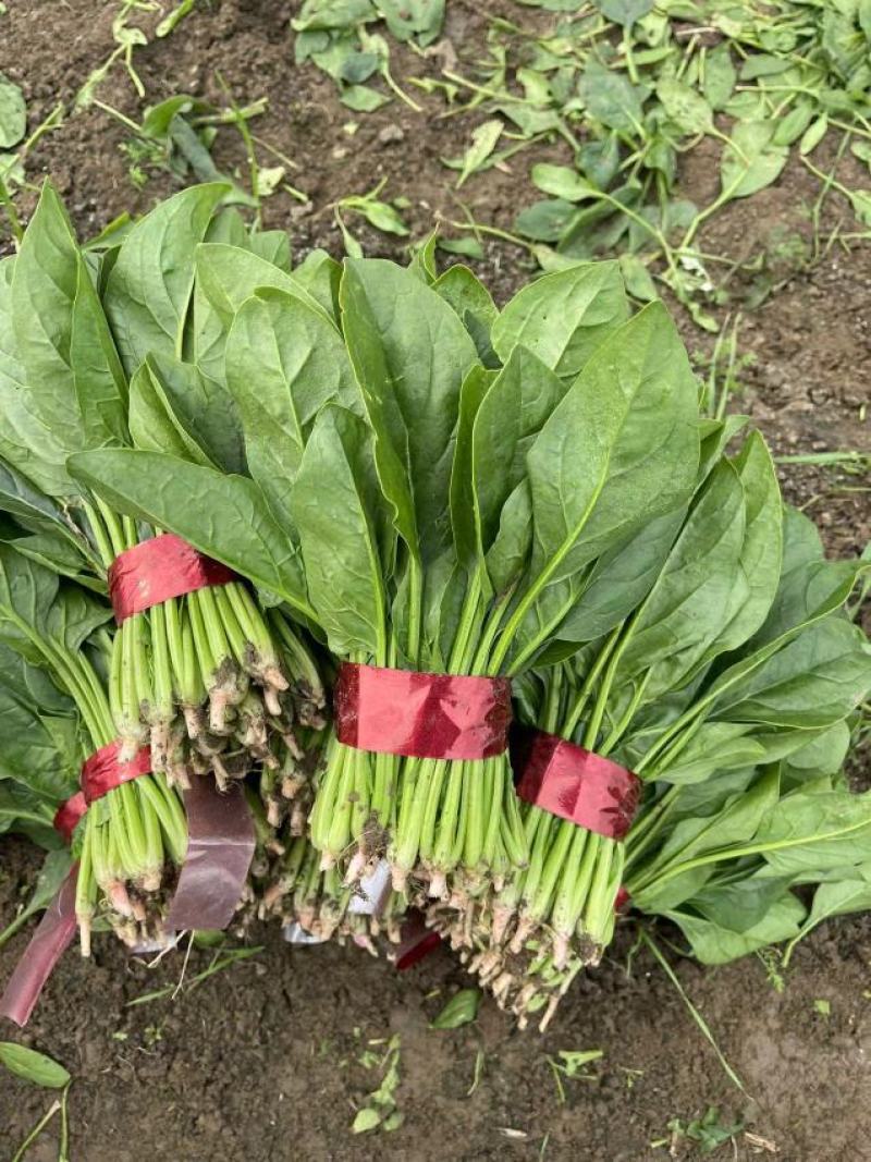 大叶菠菜产地直供，货源充足，价格便宜，可代发车欢迎来电