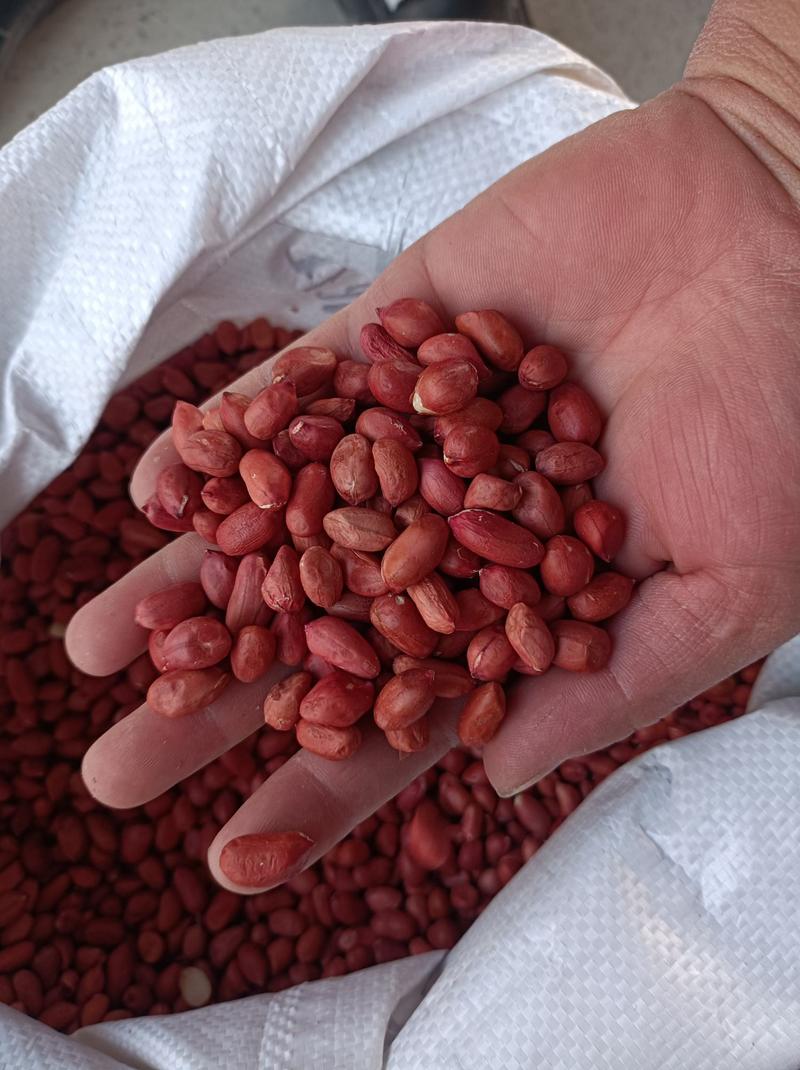 今年新花生米4粒红米红衣米大量上市共应精选
