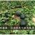 非洲黑霸王西瓜种子，黑皮大红瓤，高抗病耐枯萎