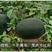 非洲黑霸王西瓜种子，黑皮大红瓤，高抗病耐枯萎