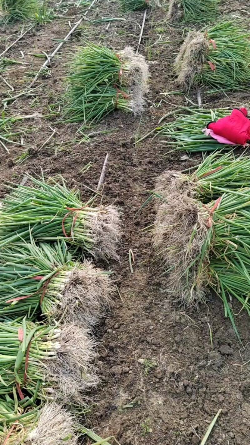 铁杆育苗基地，葱苗晚抽系列的好品种上市。品种齐全质量好