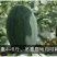 月黑美人西瓜种子，糖度13.7，籽少汁多，单瓜重4～6斤