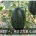月黑美人西瓜种子，糖度13.7，籽少汁多，单瓜重4～6斤
