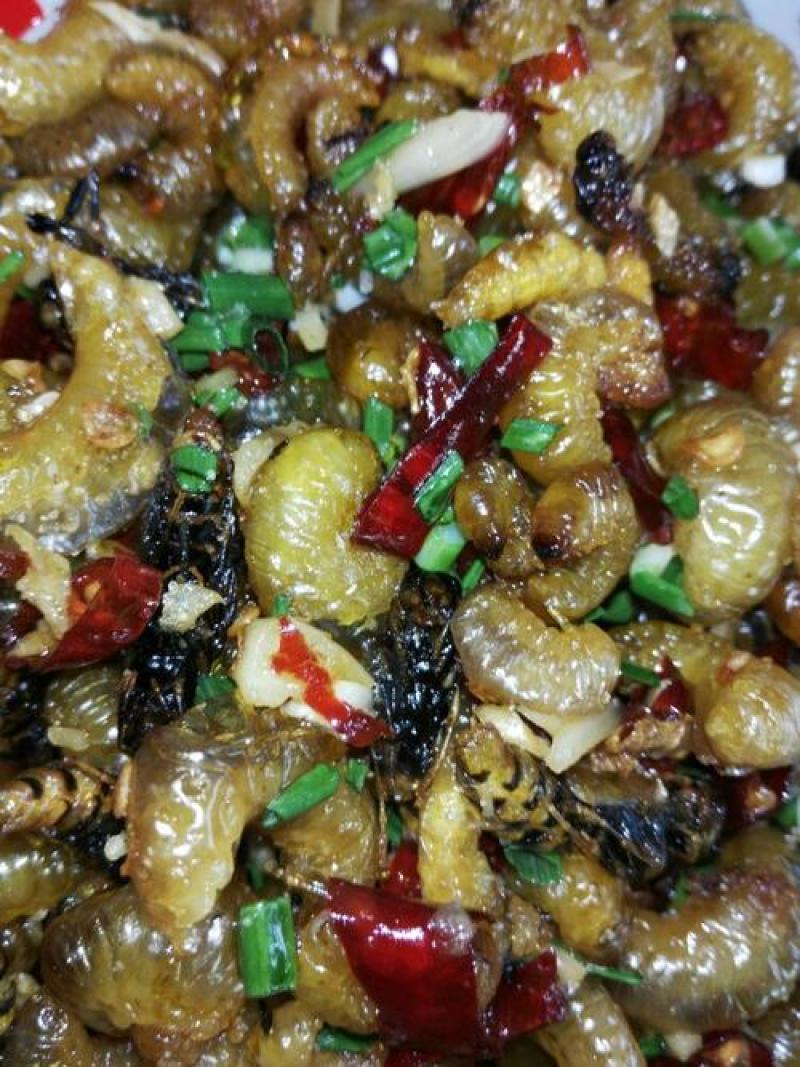 葛虫，葛藤虫，葛麻藤虫，麻藤虫，粉葛虫。