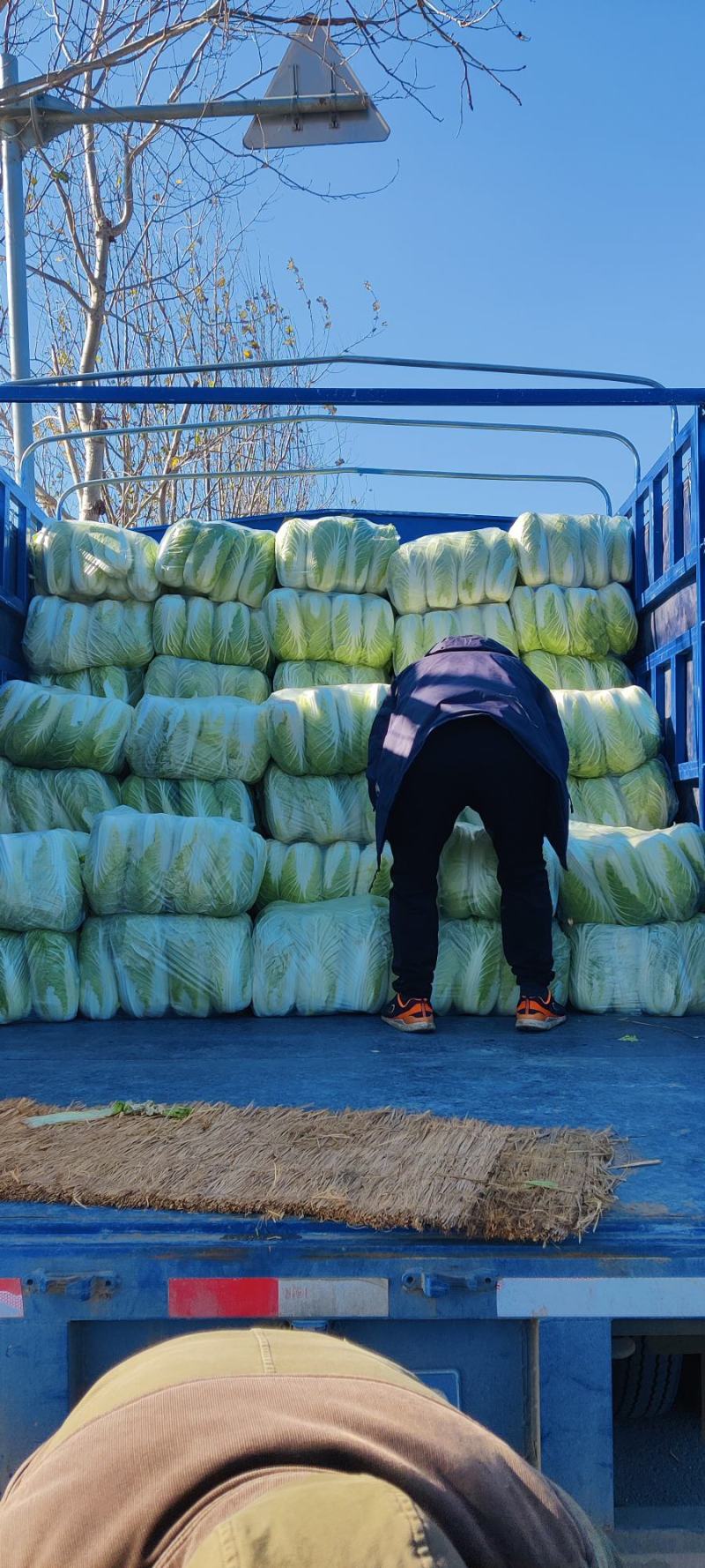 【推荐】山东潍坊黄心大白菜产地直发大量有货对接商超电商