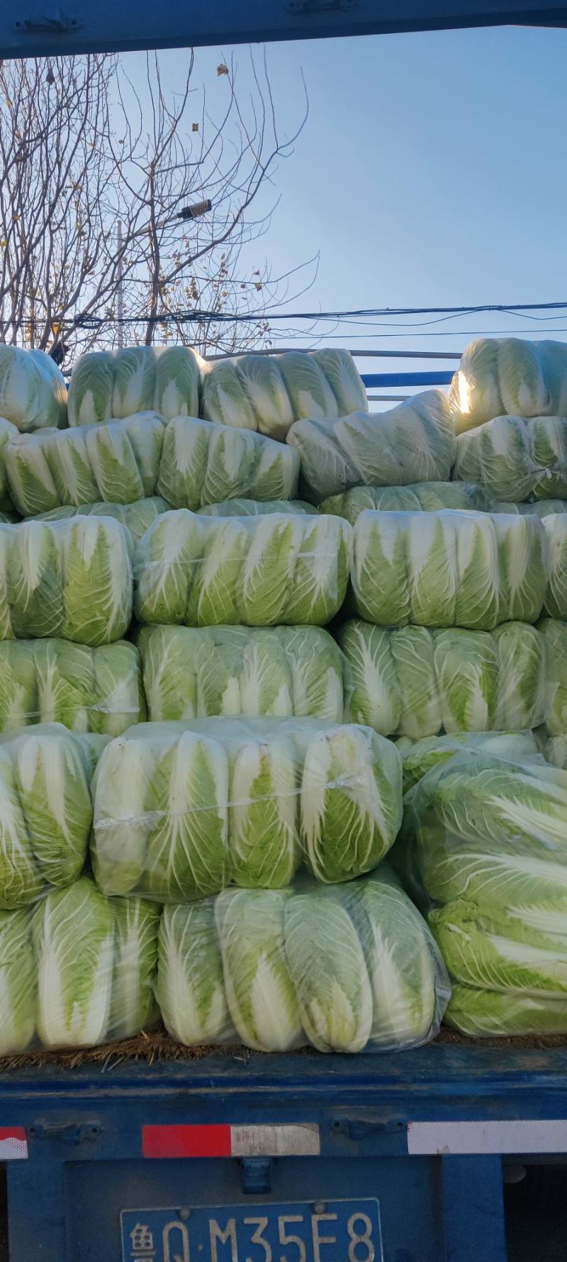 【推荐】山东潍坊黄心大白菜产地直发大量有货对接商超电商