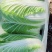【推荐】山东潍坊黄心大白菜产地直发大量有货对接商超电商