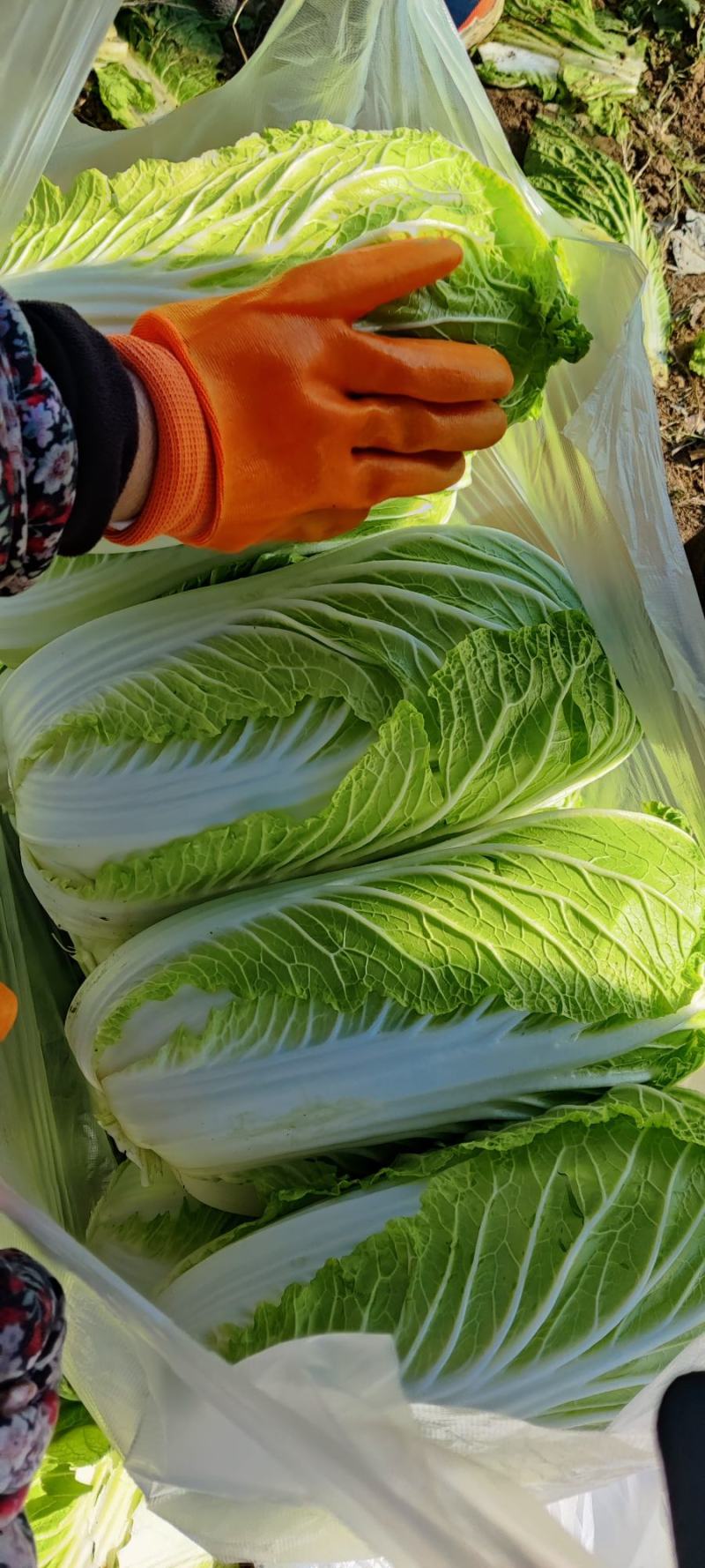 【推荐】山东潍坊黄心大白菜产地直发大量有货对接商超电商