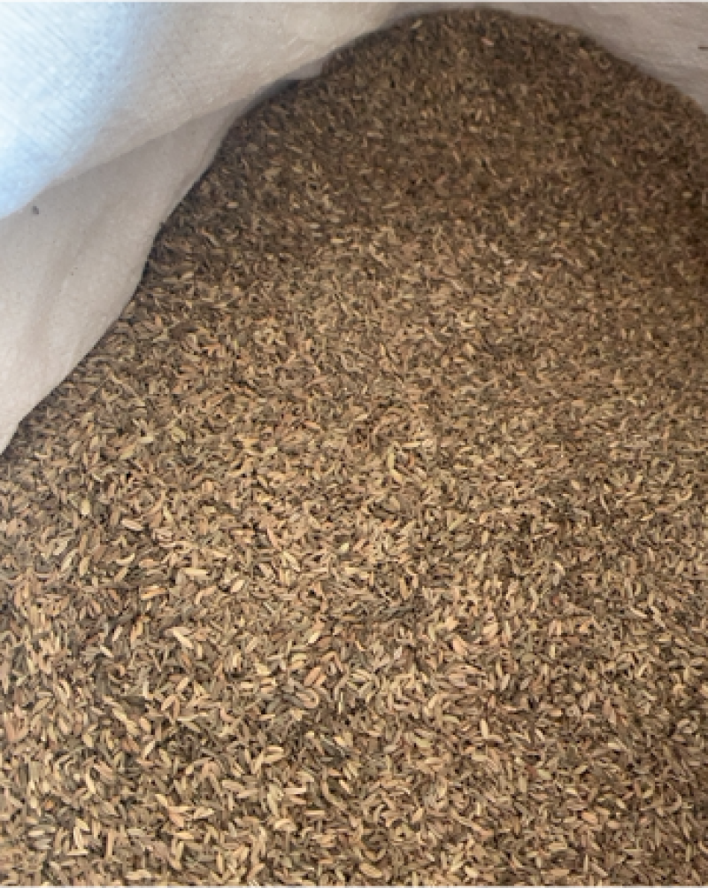 小茴香小茴香净货产地甘肃产地直供重在品质