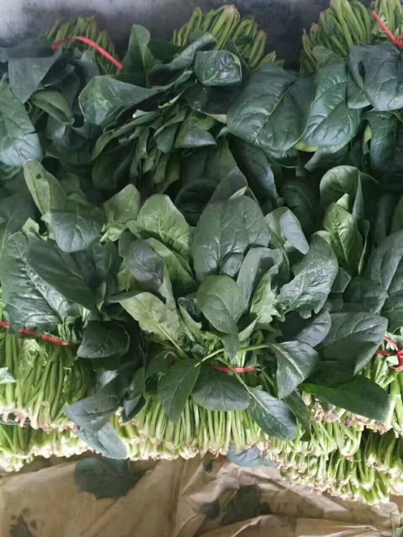 菠菜大量供应中，适合走市场，超市等20~25厘米