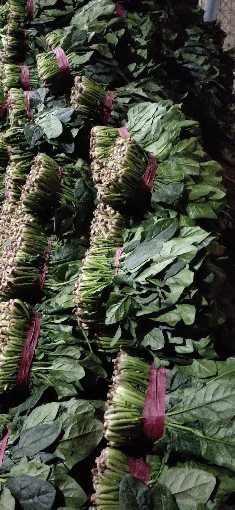 菠菜大量供应中，适合走市场，超市等20~25厘米
