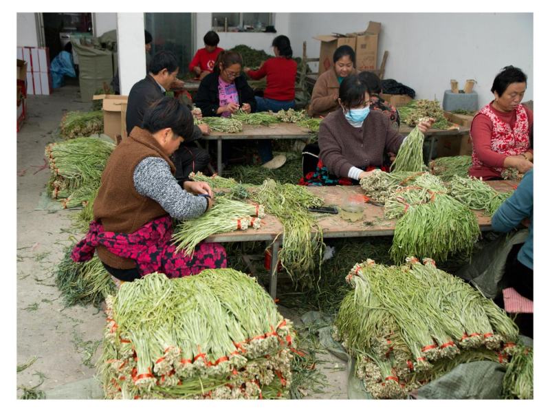 安徽贡菜，亳州特产名菜产地直发，量大从优，批零兼营。