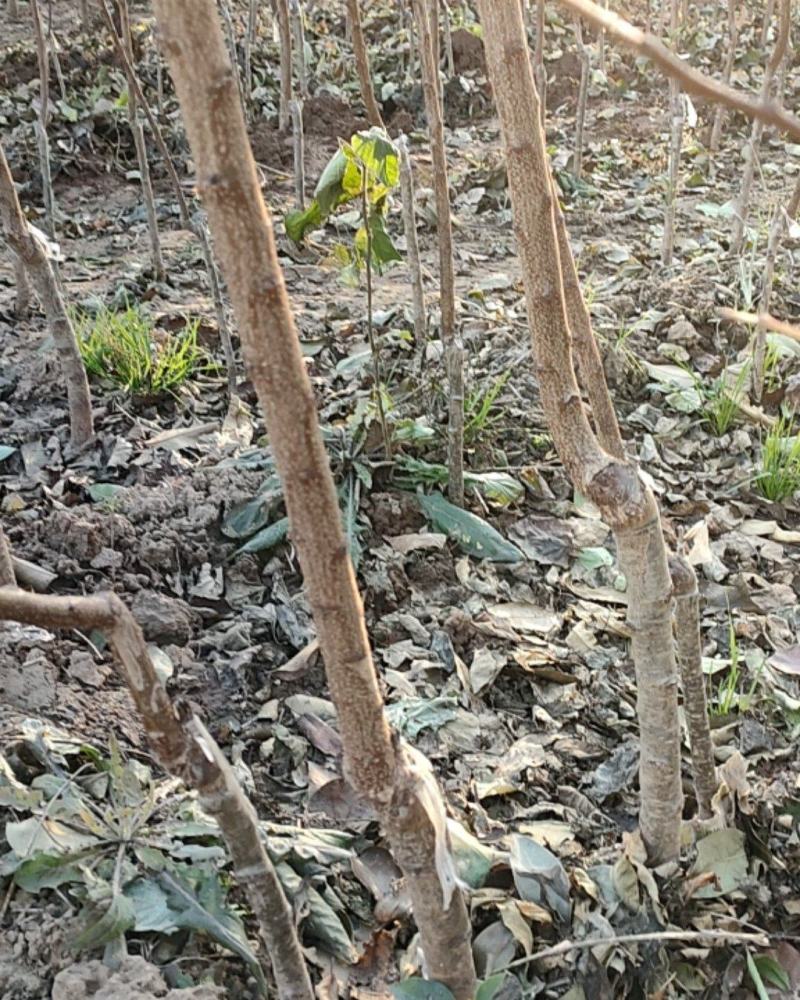 鑫源苗木基地供丰园红，凯特，金一太阳等杏树。规格齐全。