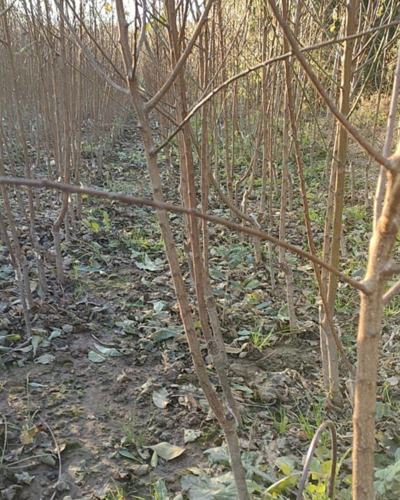 鑫源苗木基地供丰园红，凯特，金一太阳等杏树。规格齐全。