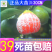 温州蜜桔苗温州蜜橘苗蜜柑蜜橘果树苗特早熟高产嫁接蜜橘