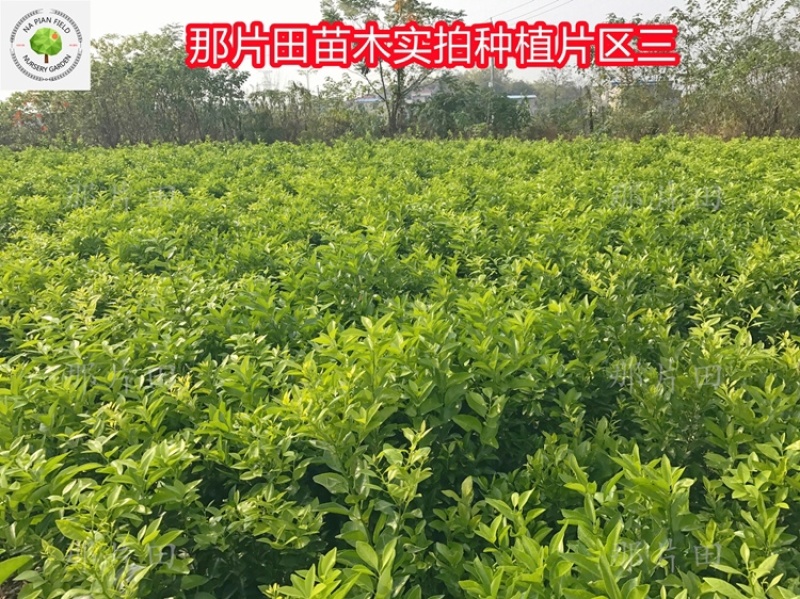 温州蜜桔苗温州蜜橘苗蜜柑蜜橘果树苗特早熟高产嫁接蜜橘
