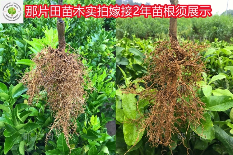 温州蜜桔苗温州蜜橘苗蜜柑蜜橘果树苗特早熟高产嫁接蜜橘