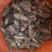 郁金