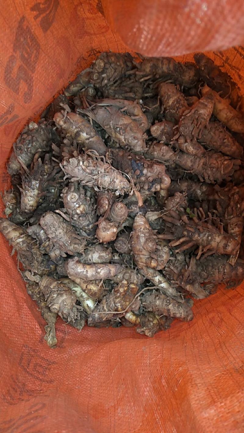 郁金