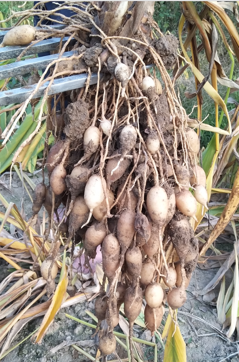 郁金